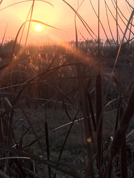 夕阳芦苇