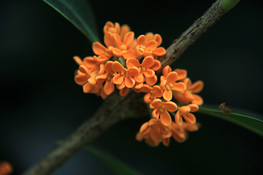 朱红色桂花