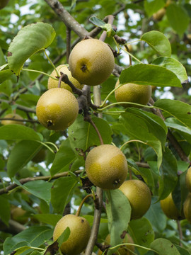 梨子树