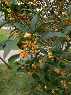 桂花树