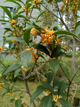 桂花树