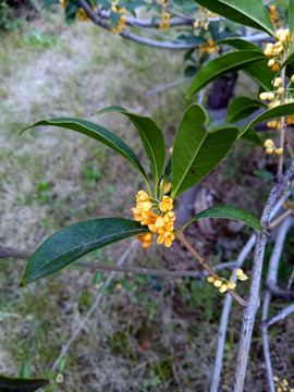 桂花树 丹桂飘香