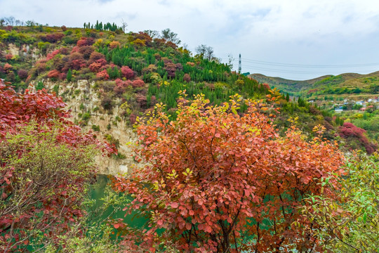 山中红叶