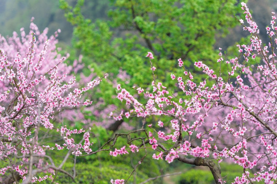 桃花树茶园