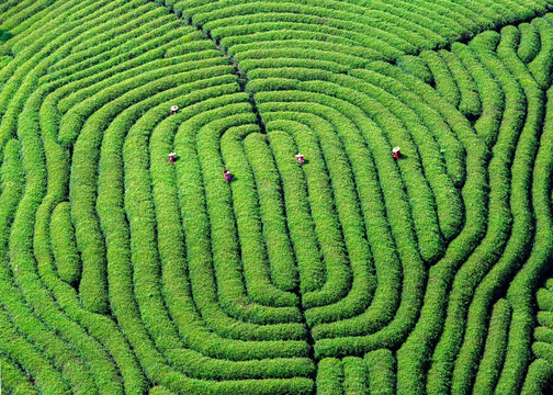 指纹纹路的茶山