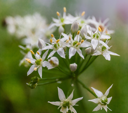 韭菜花