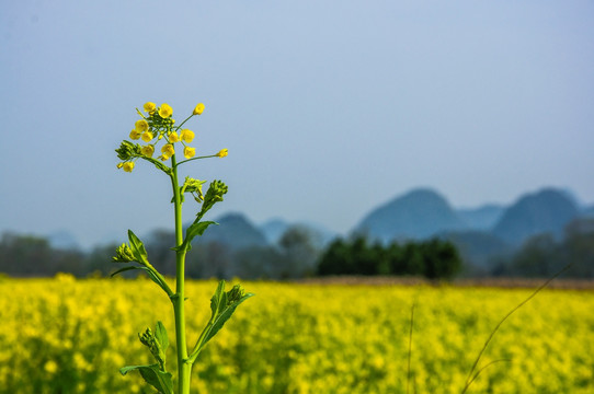 油菜花