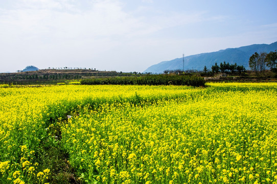 田园风光