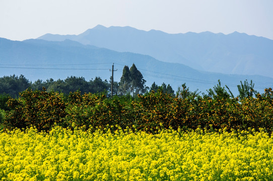 多彩田园