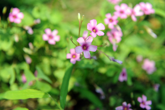 红花醡浆草）