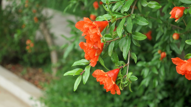 石榴花 石榴树