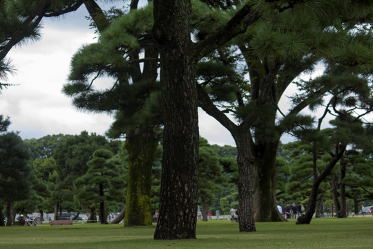 日本皇宫广场松树