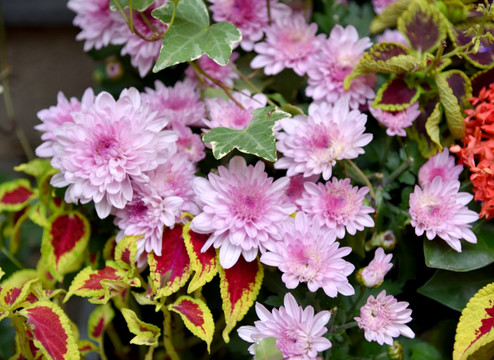 菊花 雨天菊花 红色菊花