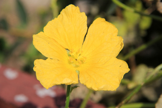 丝瓜的小黄花