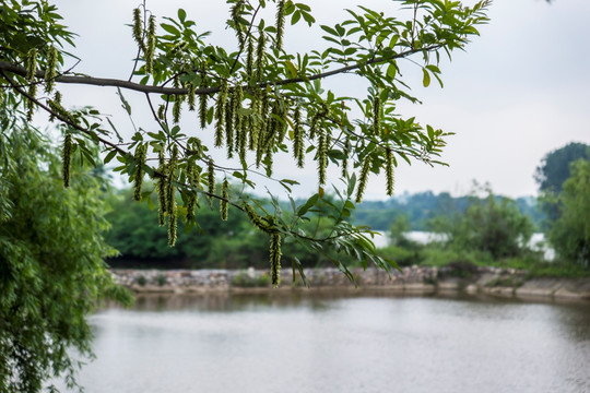 杨树