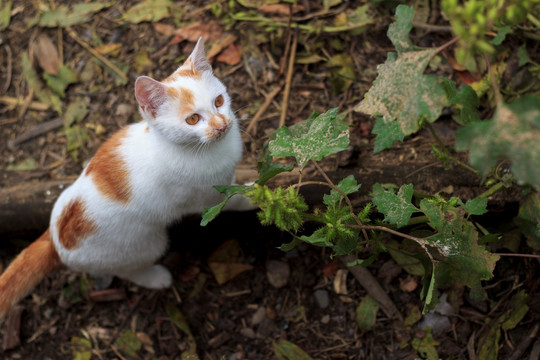 一只特立独行的猫