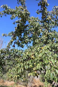 苹果梨树