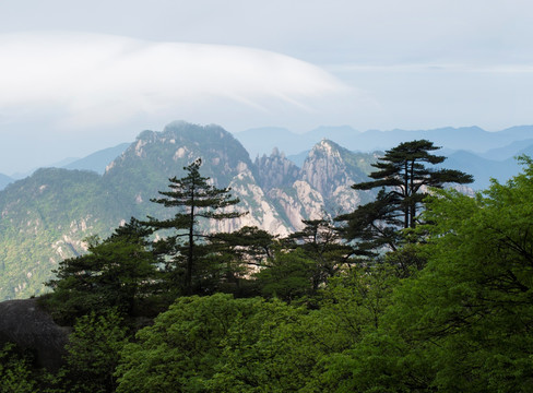 黄山松树