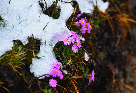雪后野花
