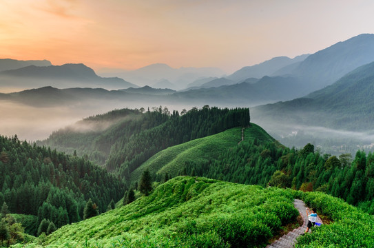 复兴村茶山日出