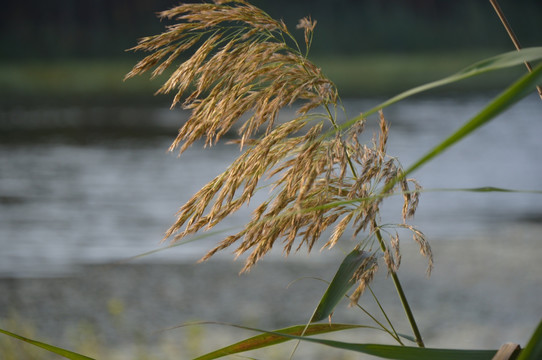 湖边芦苇