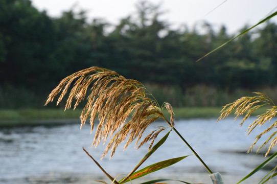 湖边芦苇