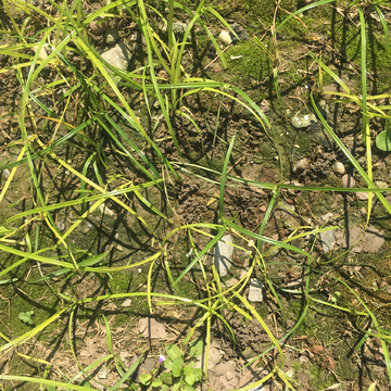 杂草