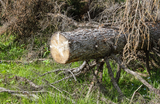 截断的树干 树桩 树根 砍伐