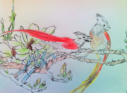 彩铅拟水墨花鸟