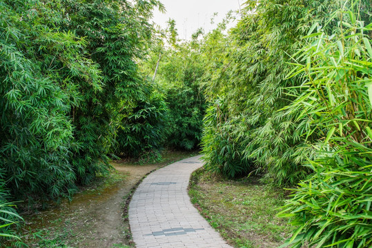 竹子 小路 小道