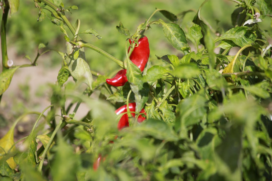 红辣椒种植成熟期