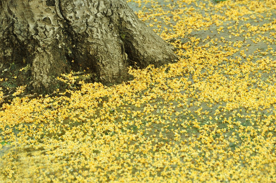 满地桂花落