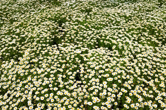 菊花 野菊花