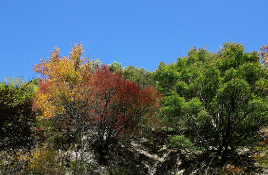 秋季  森林 植被 彩叶