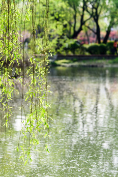 绿博园湖边垂柳