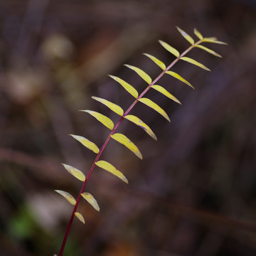 植物