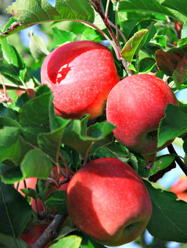 红苹果树 树上苹果