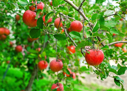 红苹果树 树上苹果