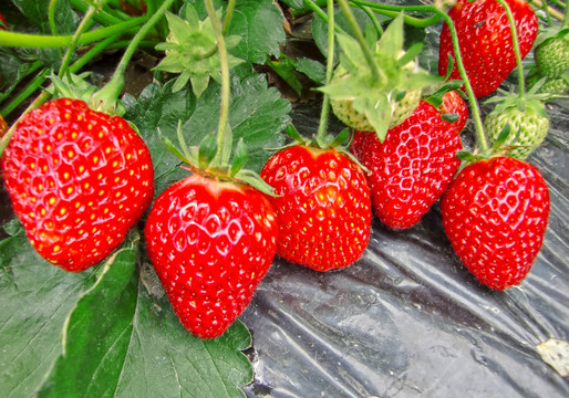 新鲜草莓 红草莓