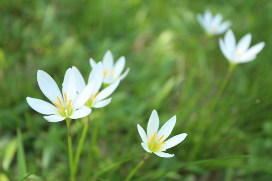 小白花