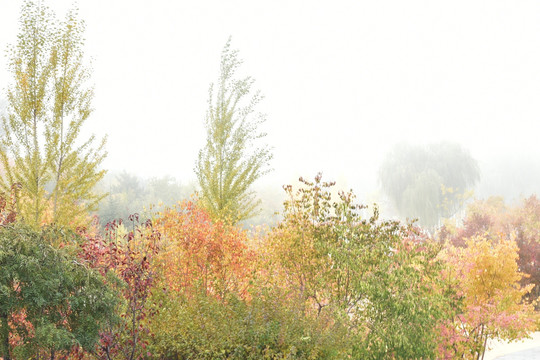 雾色笼罩的秋天，秋天的早晨