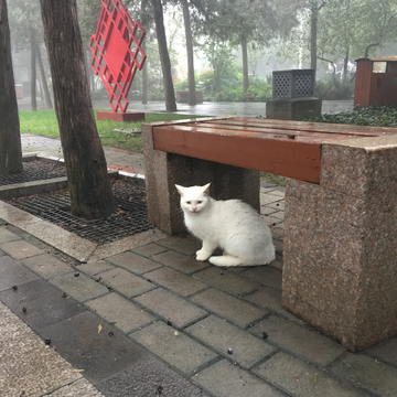 长凳下白猫躲雨