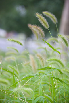 狗尾巴草