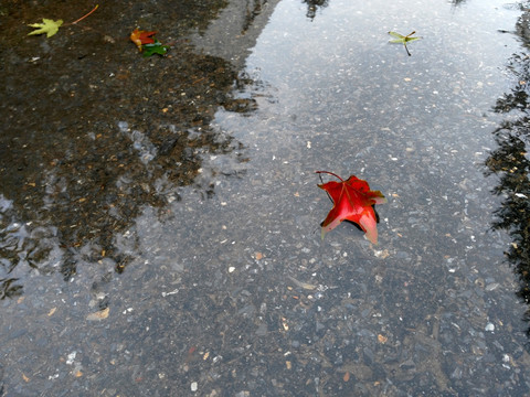 水中的红叶