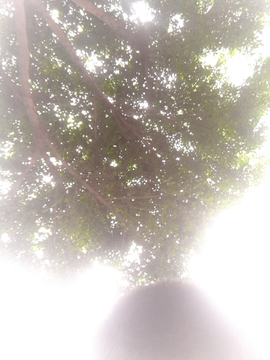 树与天空