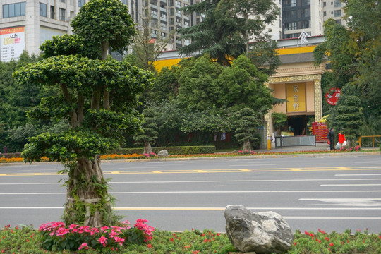 城市道路绿化带 行道树 榕树