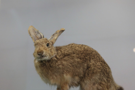 濒危动物塔里木兔标本
