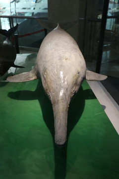 濒危动物海海豚标标本本