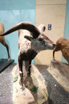 濒危动物岩羊标本