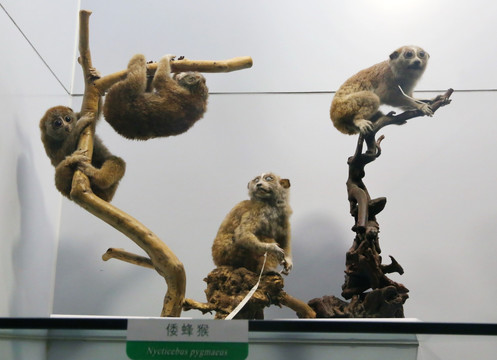 濒危动物倭蜂猴标本